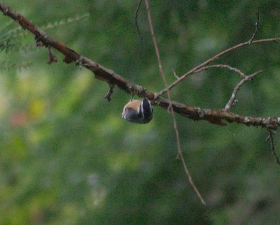 Red-breasted Nuthatch --(Sitta canadensis) (48251 bytes)