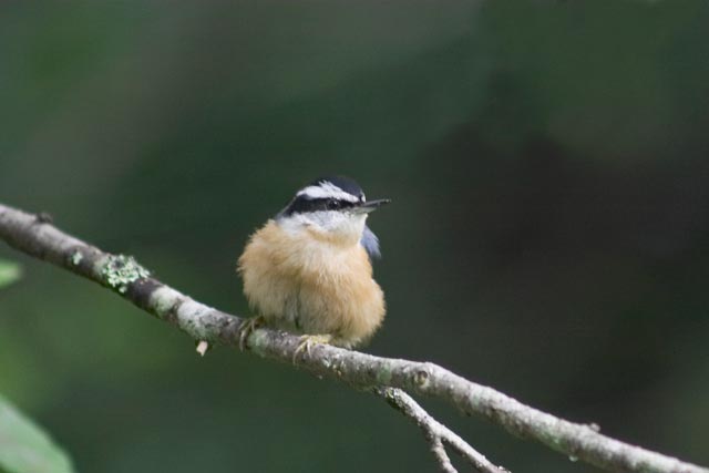 Red-breasted Nuthatch --(Sitta canadensis) (16503 bytes)