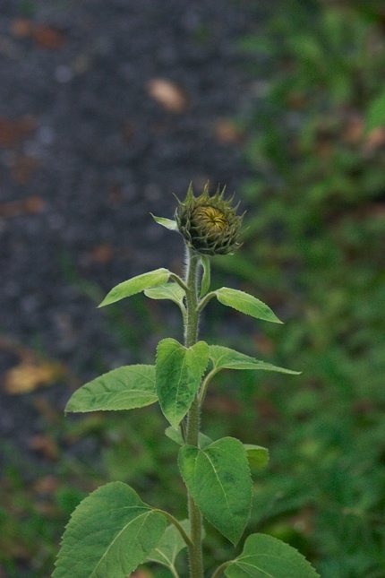 Sunflower (40079 bytes)