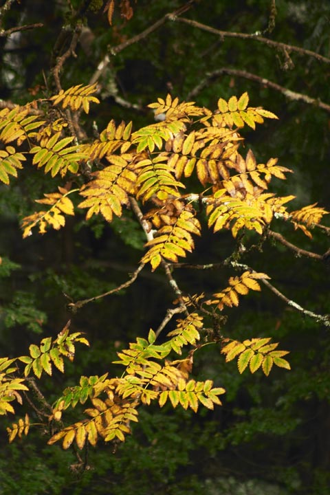 Fall Color --(Sorbus scopulina) (77003 bytes)