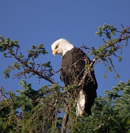 Bald Eagle --(Haliaeetus leucocephalus) (55906 bytes)