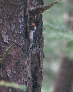 Hairy Woodpecker --(Picoides villosus) (20698 bytes)