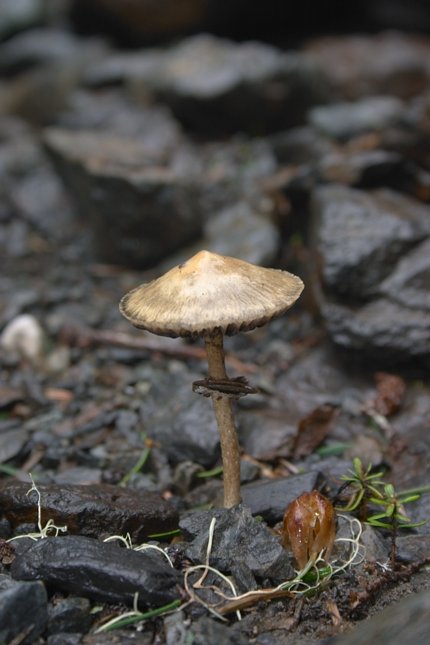 Unidentified Mushroom (47962 bytes)