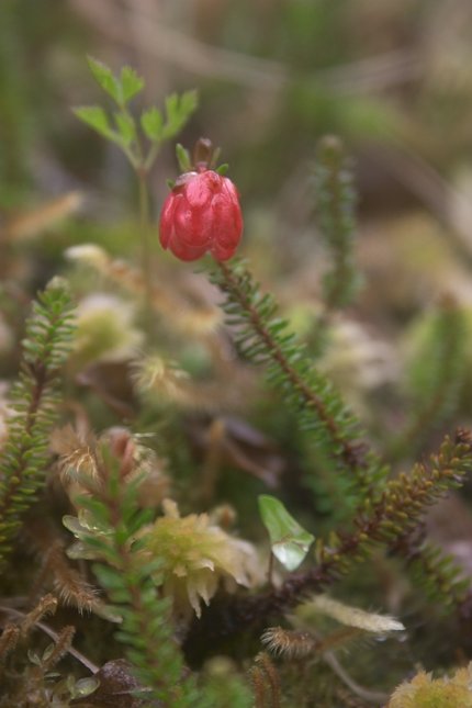 Alaska Mountain Heather --(Cassiope stelleriana) (38019 bytes)