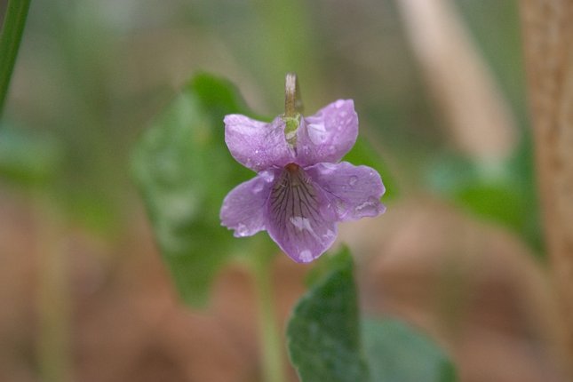 Violet --(Viola sp.) (26853 bytes)