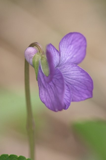 Alaska Violet --(Viola langsdorffii) (24639 bytes)