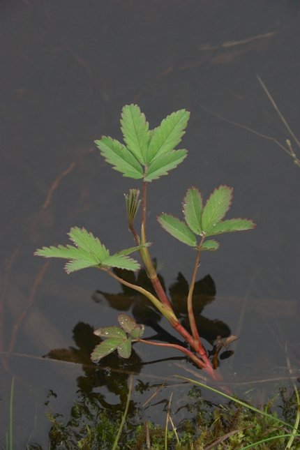 Marsh Cinquefoil --(Potentilla palustris) (35368 bytes)