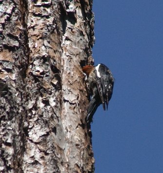 Red-Breasted Sapsucker Feeding --(Sphyrapicus ruber) (35196 bytes)