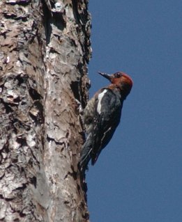 Red-Breasted Sapsucker --(Sphyrapicus ruber) (21705 bytes)
