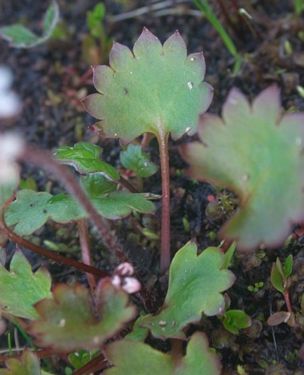 Heart-Leaved Saxifrage Leaf --(Saxifraga nelsoniana) (43865 bytes)
