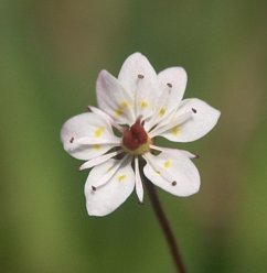 Red-stem Saxifrage Flower --(Saxifraga lyallii) (8334 bytes)