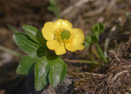 Subalpine Buttercup --(Ranunculus eschscholtzii) (29798 bytes)