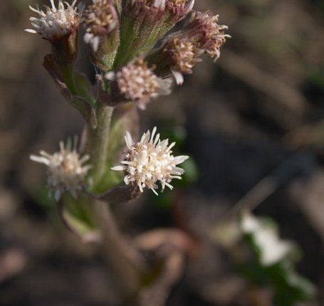 Arctic Sweet Coltsfoot Flowers --(Petasites frigidus) (26891 bytes)