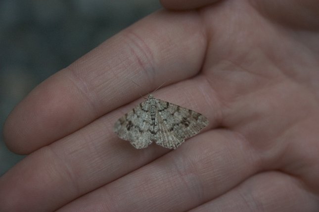 Unidentified Moth (28332 bytes)