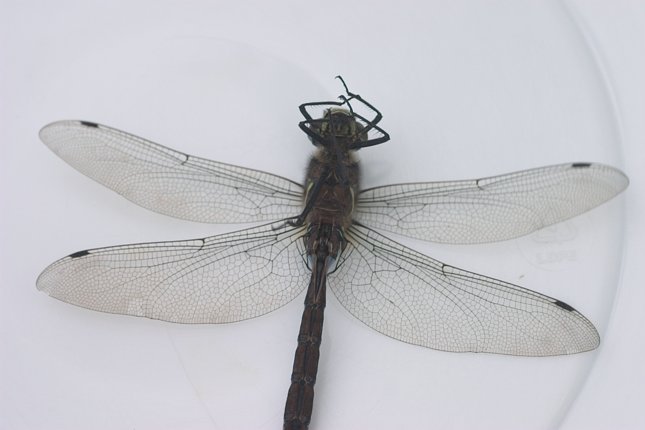 Mosaic Darner Dragonfly --(Aeshna sp.) (32139 bytes)
