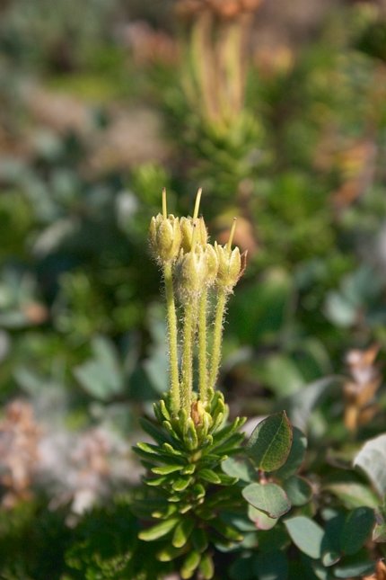 Yellow Mountain Heather --(Phyllodoce glanduliflora) (44929 bytes)