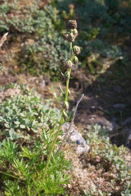 Mountain Sagewort --(Artemisia norvegica) (72038 bytes)