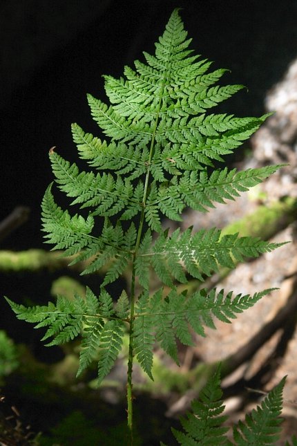 Spiny Shield-fern --(Dryopteris expansa) (70517 bytes)