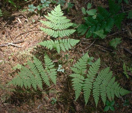 Spiny Shield-ferns  --(Dryopteris expansa) (75611 bytes)