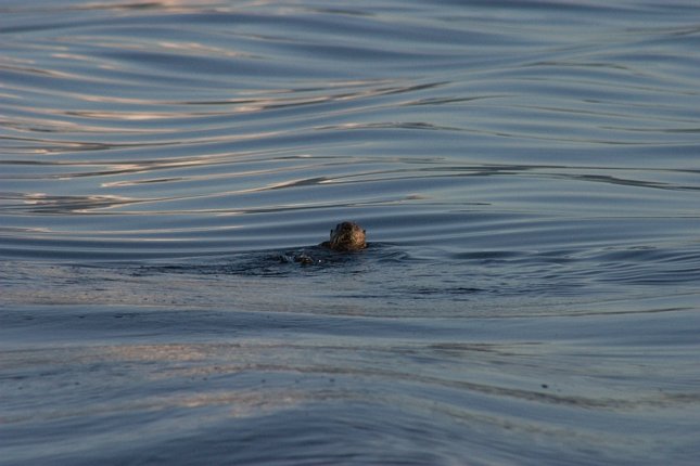 Lone Otter --(Enhydra lutris) (45074 bytes)