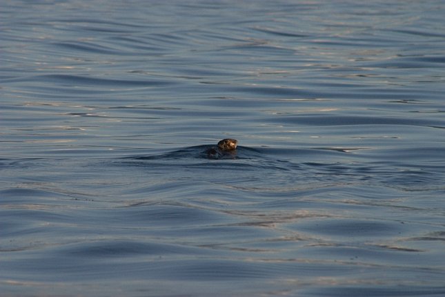 Lone Otter Leaving --(Enhydra lutris) (43439 bytes)