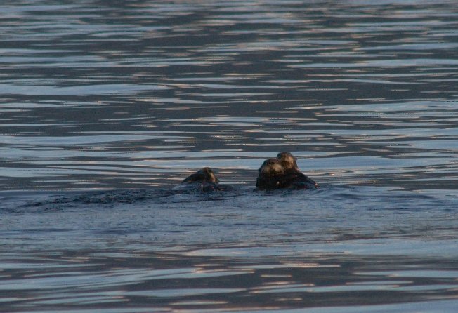 Three Sea Otters --(Enhydra lutris) (64071 bytes)