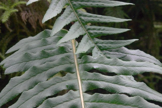 Licorice Fern --(Polypodium glycyrrhiza) (64376 bytes)