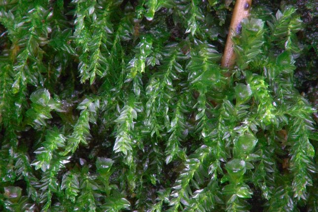 Closeup of Previous Moss (93150 bytes)