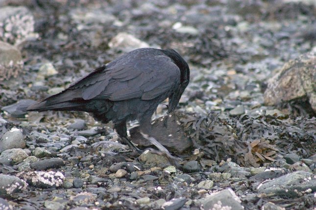 Raven Looking for a Meal (79722 bytes)