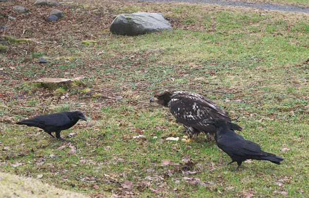 Eagle and Crows (95786 bytes)