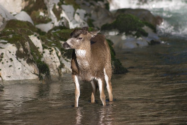 Sitka Black Tail Deer --(Odocoileus hemionus sitkensis) (59915 bytes)