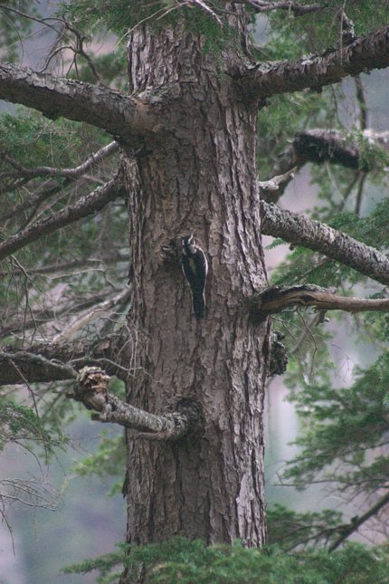 Hairy Woodpecker --(Picoides villosus) (79414 bytes)