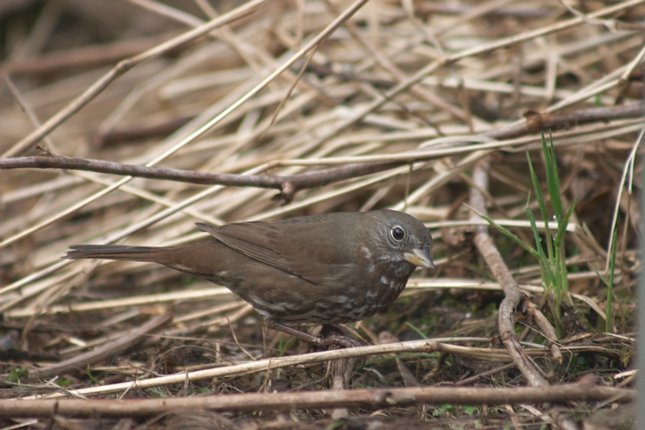 Fox Sparrow on the Ground --(Passerella iliaca) (62319 bytes)