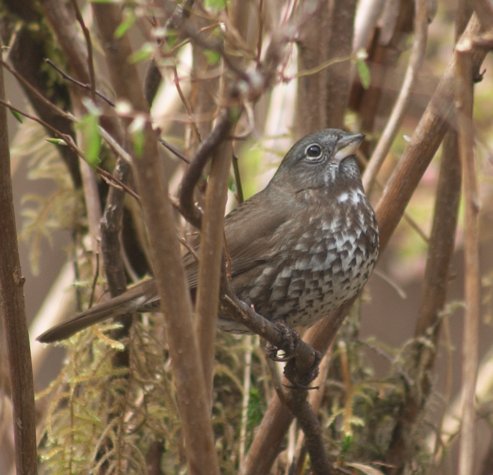 Fox Sparrow in the Bushes --(Passerella iliaca) (47638 bytes)