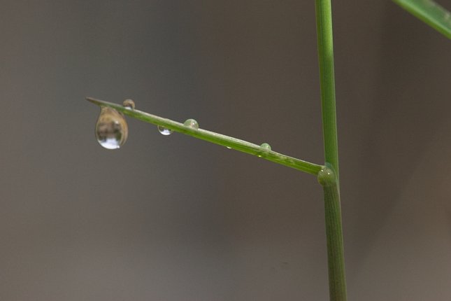 Blade of Grass with Dew (17548 bytes)