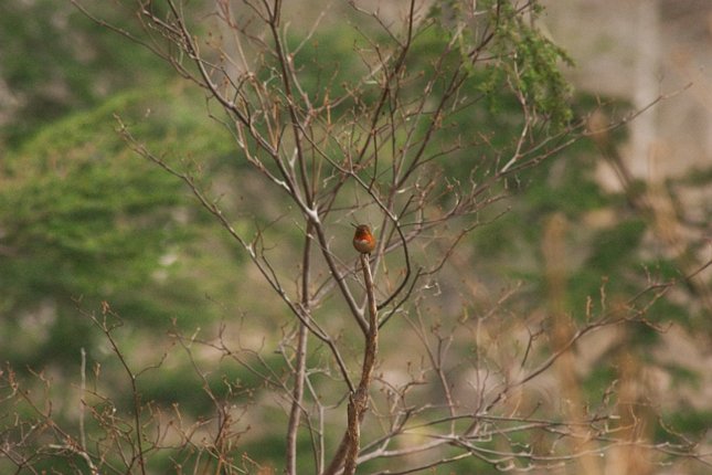 Rufous Hummingbird --(Selasphorus rufus) (55460 bytes)