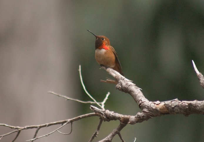 Rufous Hummingbird --(Selasphorus rufus) (41152 bytes)