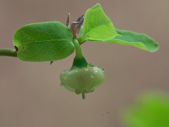 Huckleberry Flower --(Vaccinium parvifolium) (19226 bytes)