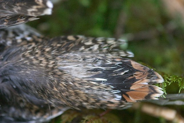 Common Snipe Tail Feathers --(Gallinago gallinago) (56164 bytes)
