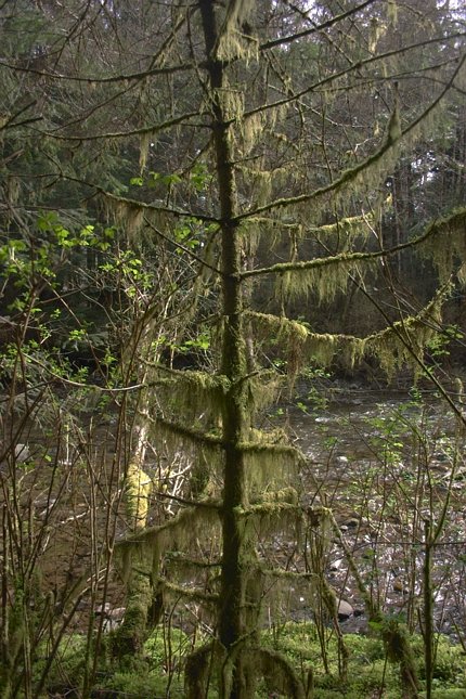 Tree Moss (109913 bytes)
