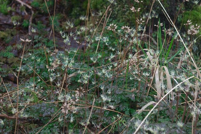 Fern-Leaf Goldthread --(Coptis asplenifolia) (99994 bytes)