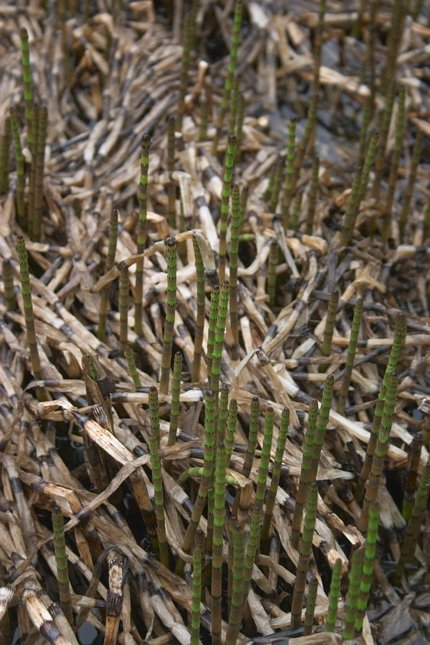 Swamp Horsetail --(Equisetum fluviatile) (82353 bytes)