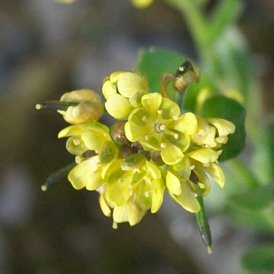 North Pacific Draba Flowers --(Draba hyperborea) (15079 bytes)