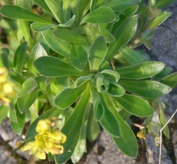 North Pacific Draba Leaves --(Draba hyperborea) (30459 bytes)