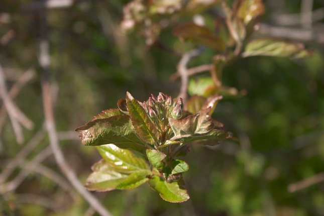 Crabapple Buds --(Malus fusca) (37721 bytes)