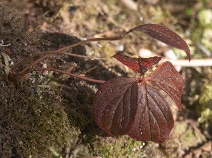 Old Ground Dogwood Leaves --(Cornus canadensis) (38553 bytes)