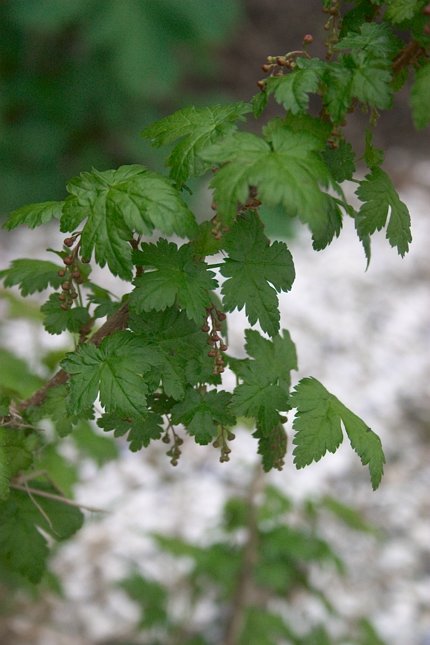 Black Gooseberry --(Ribes lacustre) (51579 bytes)
