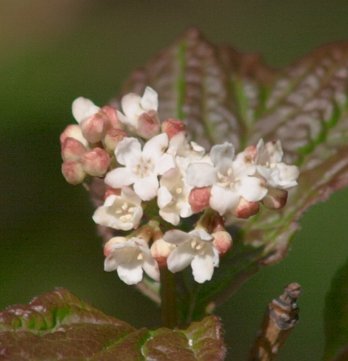 Highbush Cranberry Flowers --(Viburnum edule) (21127 bytes)