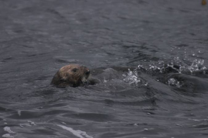 Sea Otter --(Enhyrda lutris) (30034 bytes)