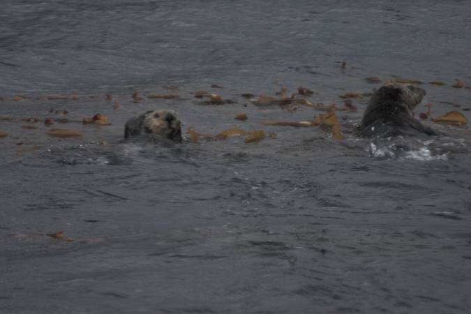 Sea Otters --(Enhydra lutris) (32398 bytes)